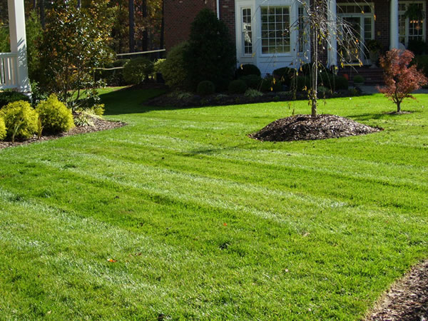 New lawn installation Raleigh NC